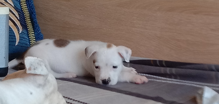 Dog argentin mixt avec staf