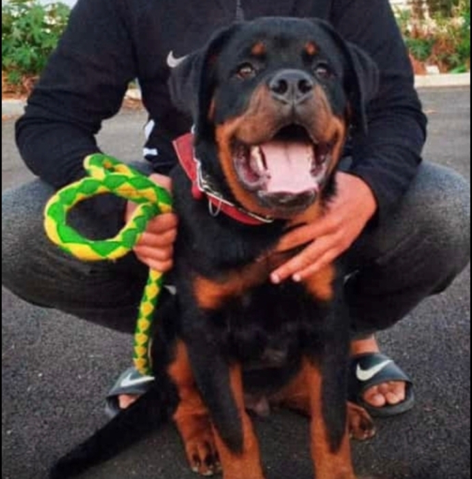 Rottweiller pedigrée