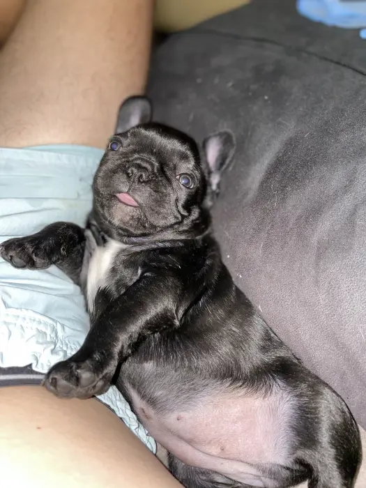 BOULEDOGUE FRANÇAIS