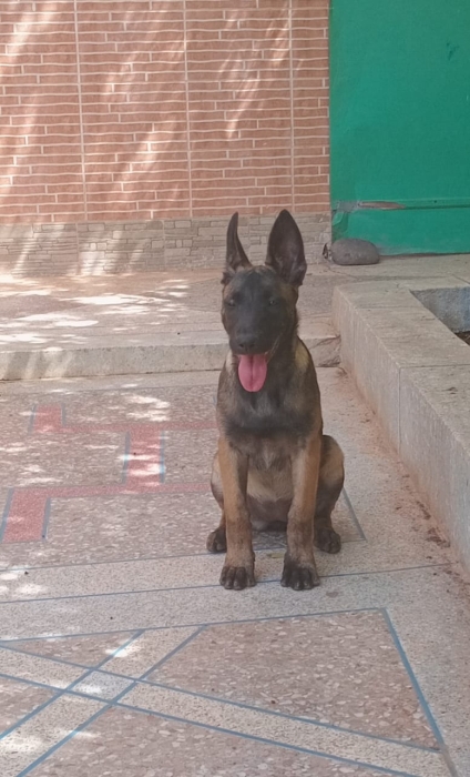 Berger malinois
