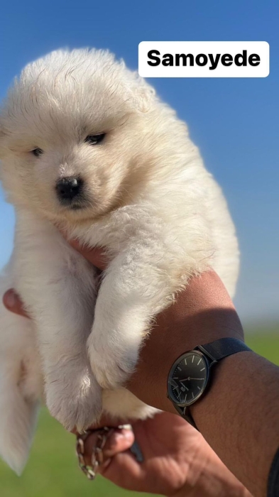 Samoyède