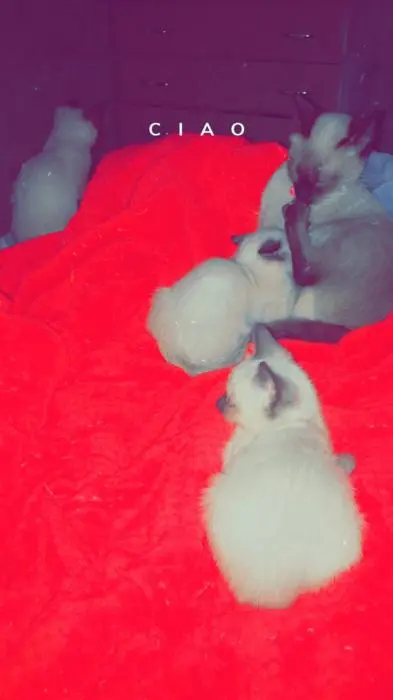 Chatons siamois race pure