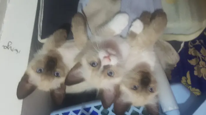 Chaton ragdoll-siamois