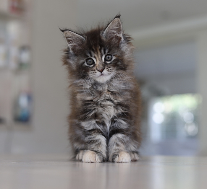 Chatons maine coon pedigree