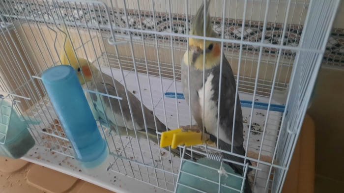 Calopsitte mâle +  femelle