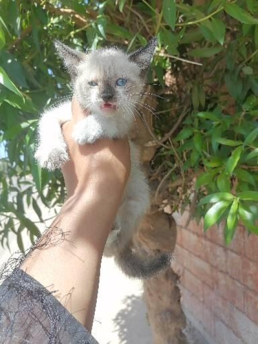 Siamois sacré de Birmanie