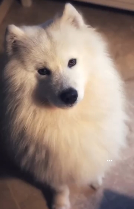 Chiots samoyede