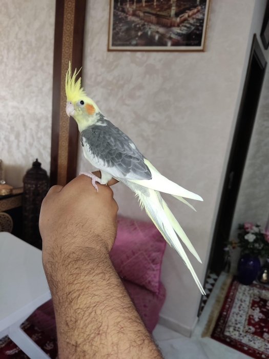 Calopsitte bien dressé Casablanca Aîn chok