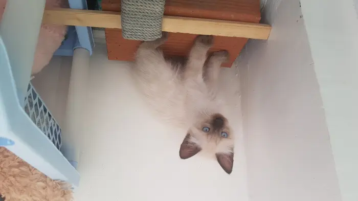 Chaton ragdoll-siamois