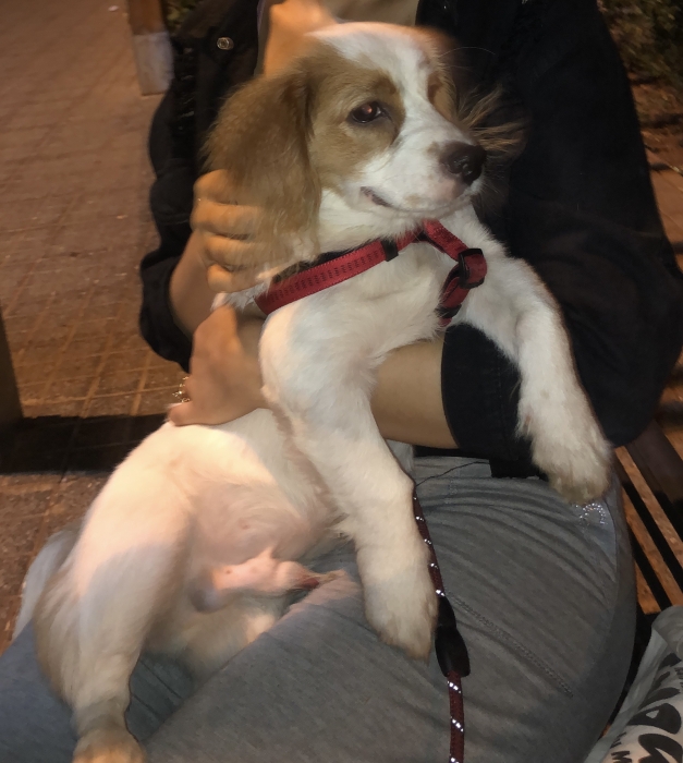 Cavalier king charles