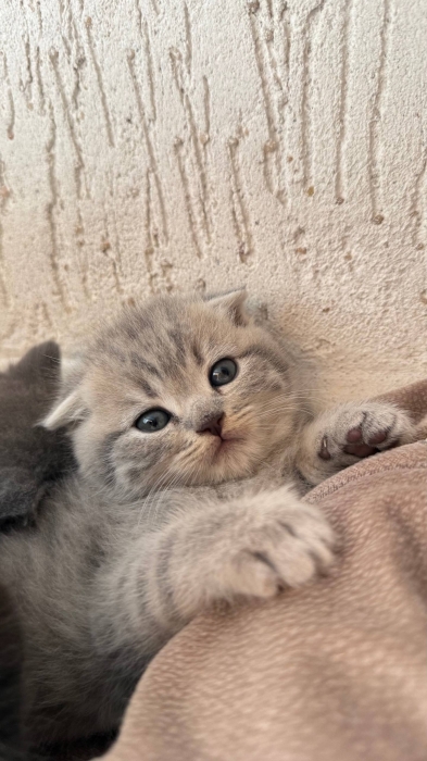 Scottish fold & british