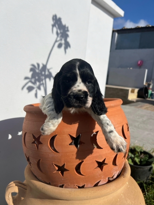 Cocker Anglais ✨ Photos réelles 📸