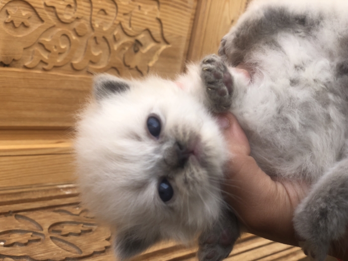 chatons croisé persan