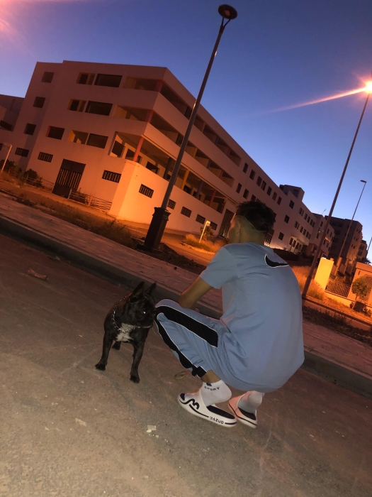 Bulldog français 7moin intelligent 😘💕