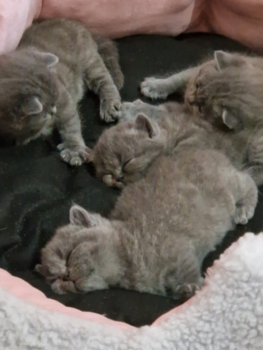Bebe british shorthair