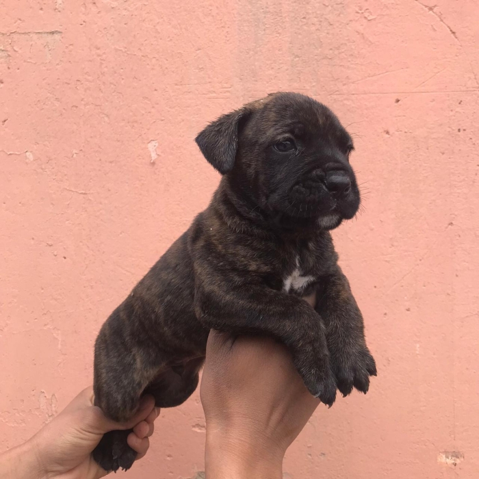 Des chiots Cane Corso