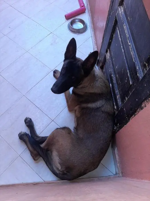 Chien Malinois 9mois " Ovah" à vendre