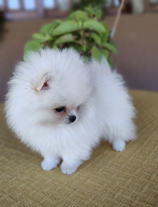 Spitz Pomeranian parents pedigree