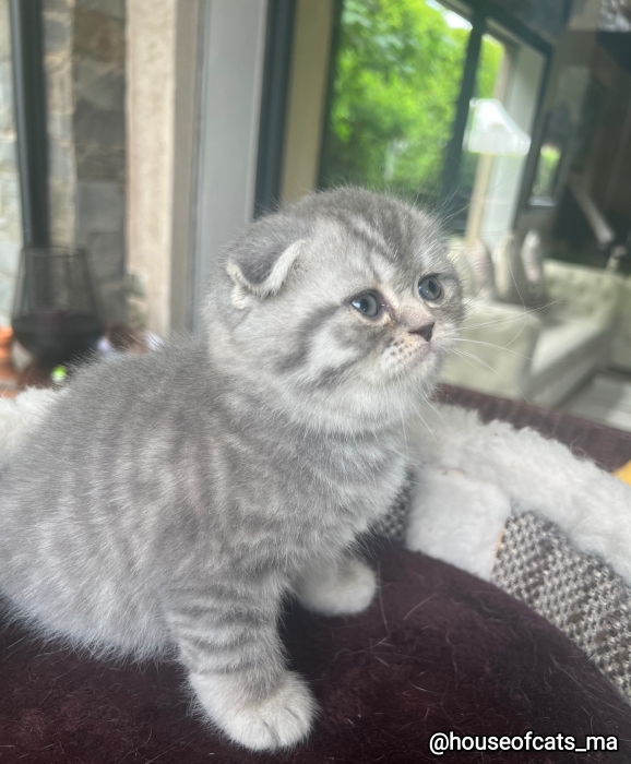Scottish fold