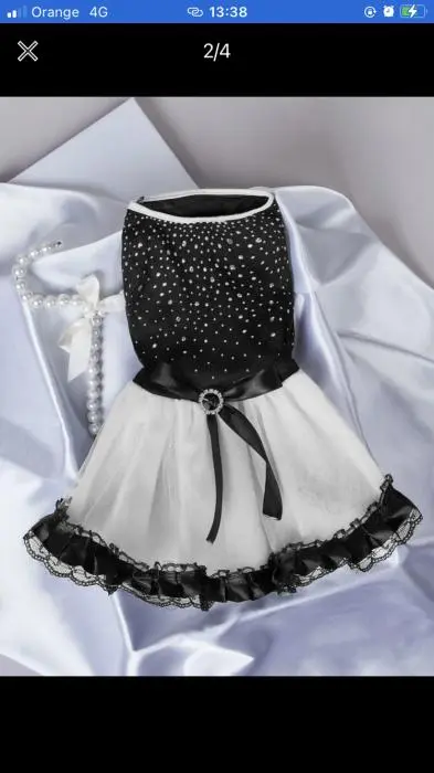 Bichon femelle avec accessoires