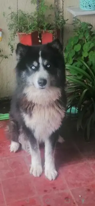 A vendre chien Malamut