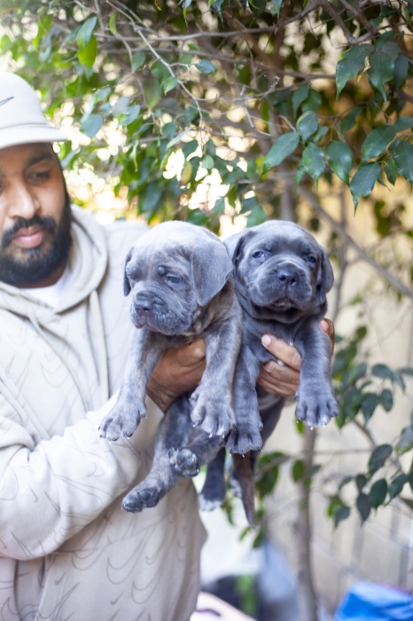 Disponibles magnifiques chiots cani corso