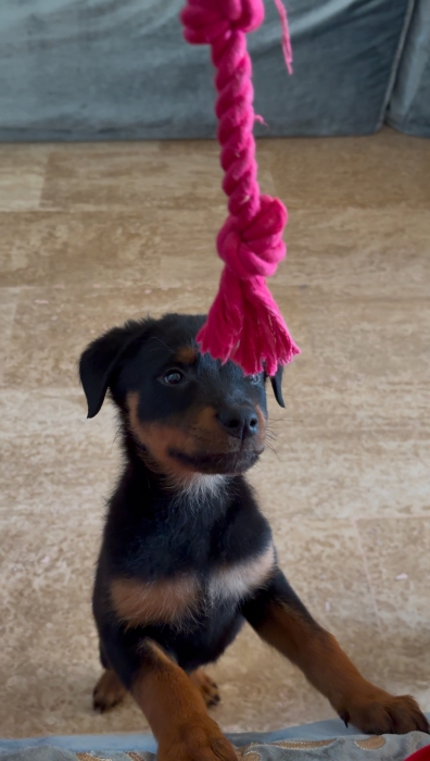 baby rottweiler