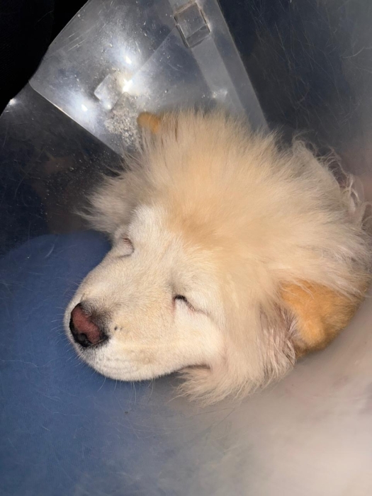 Magnifique Chow-Chow de 4 mois et demi à vendre