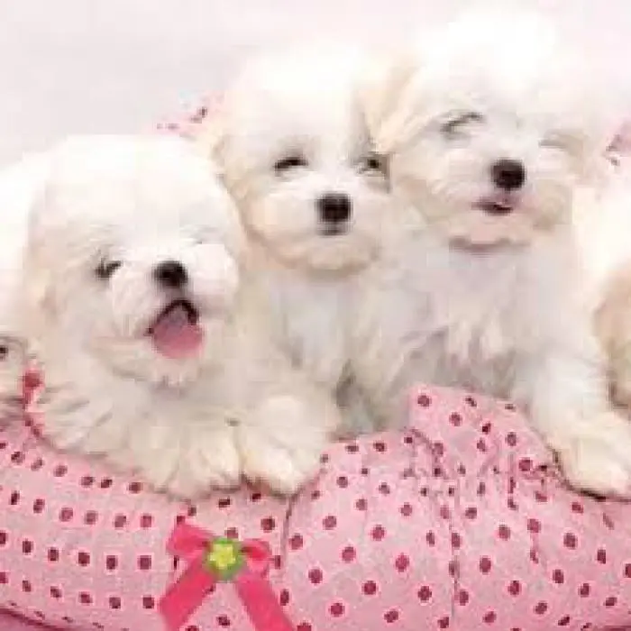 Bichon maltais