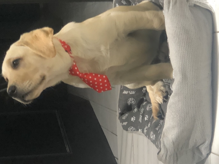 Labrador mâle 4mois