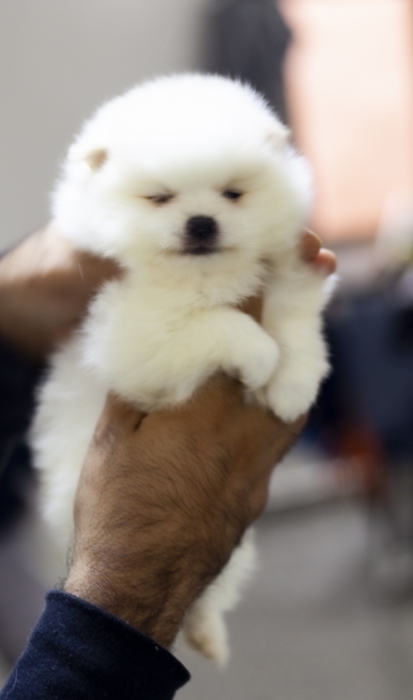 magnifiques chiot chiots loulou de pomeranie nain