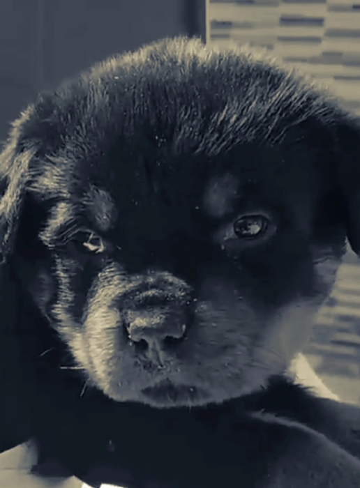 Chiots rottweiler à vendre