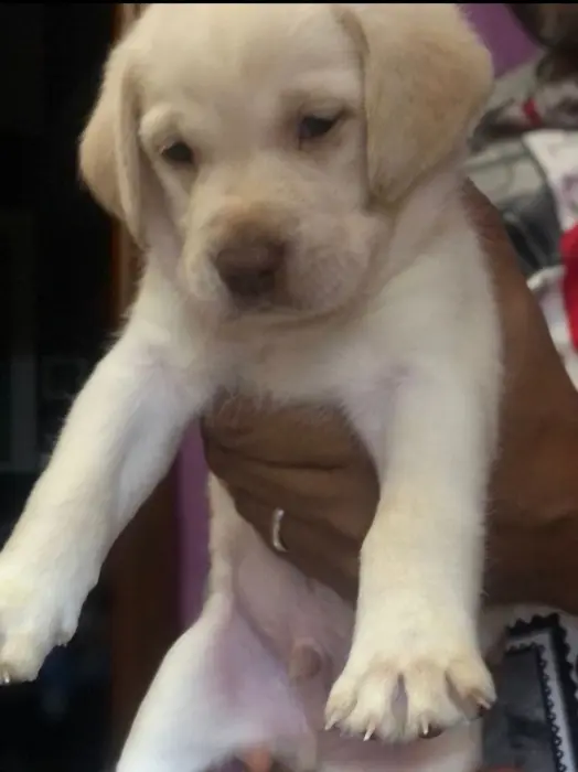 Labrador