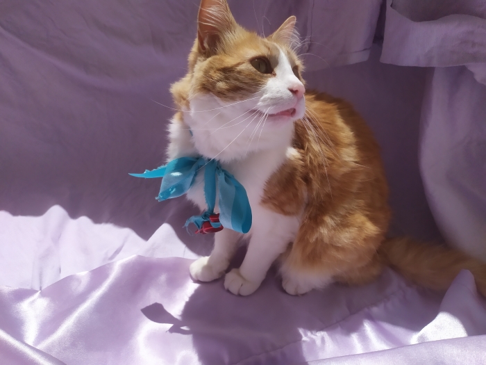 Magnifique chat Norvégien roux pour adoption