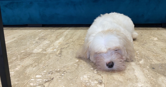 Magnifique bichon maltais nain 2 mois