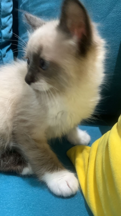 Chat croisé entre persan et siamoi