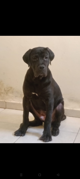 Vente cane corso