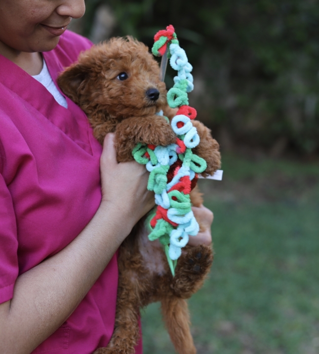 Poodles mini pedigree