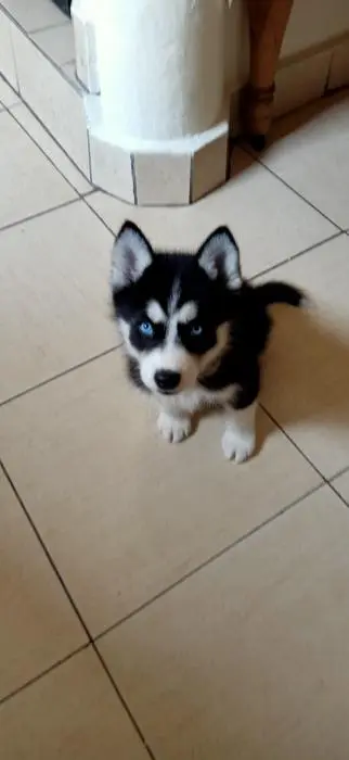 Husky