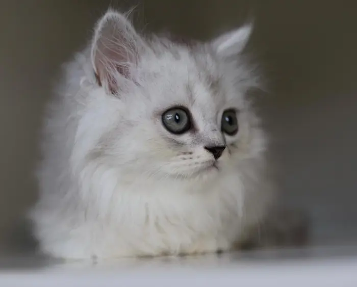 british highland straight