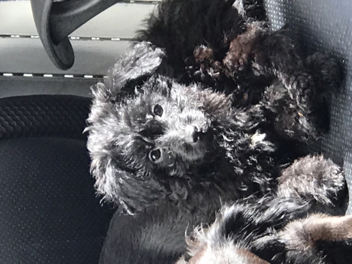 Adorable bichon caniche