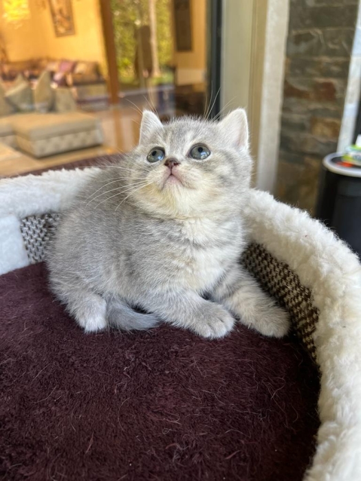 Scottish fold