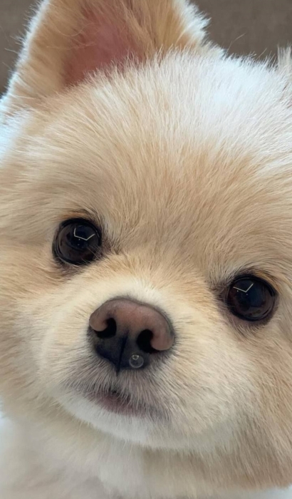 Vente Spitz Nain Male