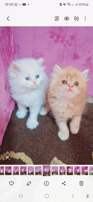 Chatton persan himalaya mon face