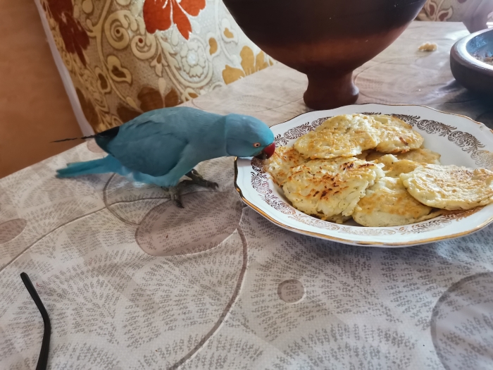 Perruche a collier mal