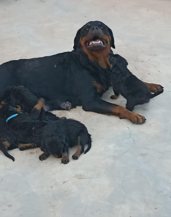 Rottweiler race pur