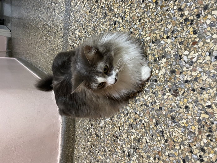 Chat Race Européenne Stérilisé