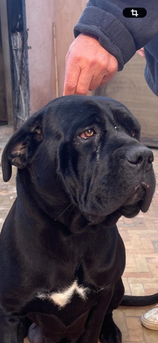 Cani corso noire brillant