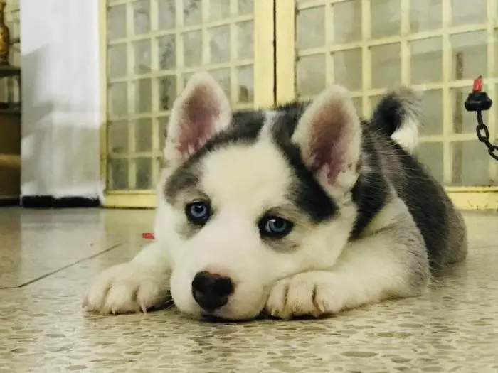 Chiots husky