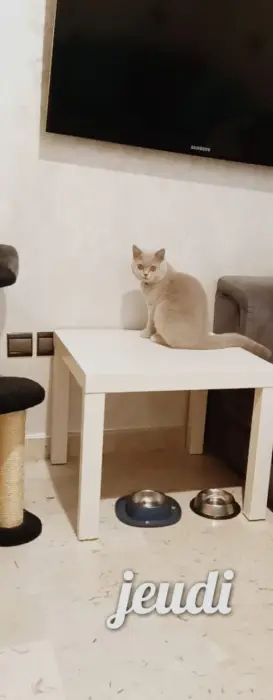 British shorthair Lilac